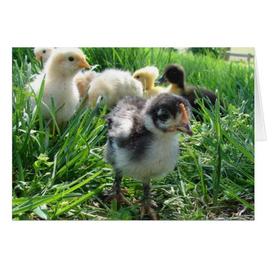 Folgen Sie dem Führer (Vorderseite (Horizontal))