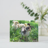 Folgen Sie dem Führer Postkarte (Stehend Vorderseite)