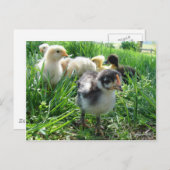 Folgen Sie dem Führer Postkarte (Vorne/Hinten)