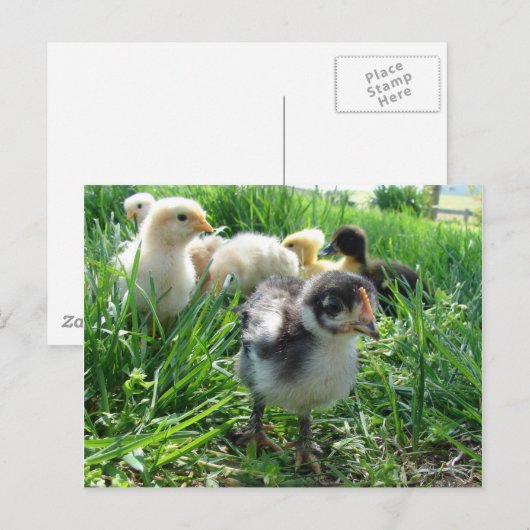 Folgen Sie dem Führer Postkarte (Vorne/Hinten)