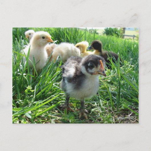 Folgen Sie dem Führer Postkarte (Vorderseite)