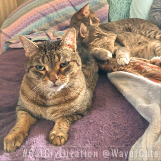 Folgen Sie dem Weg der Katzen, und seine Philosoph Socken