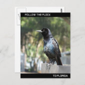 Folgen Sie der Flock nach Florida Postkarte (Vorne/Hinten)