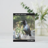 Folgen Sie der Flock Post Card Florida Postkarte (Stehend Vorderseite)