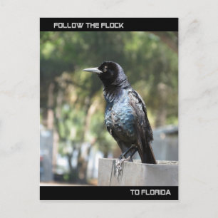 Folgen Sie der Flock Post Card Florida Postkarte
