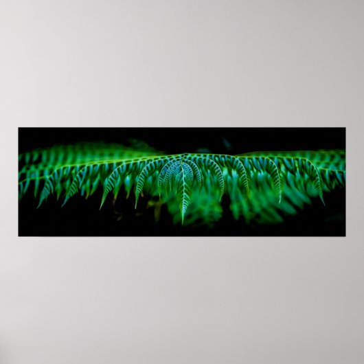 Folha 01 Samambaia Poster (Vorne)
