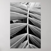 folha de palmeira poster (Vorne)