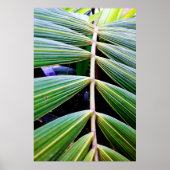 folhas de palmeira poster (Vorne)