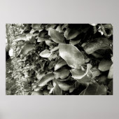 folhas poster (Vorne)