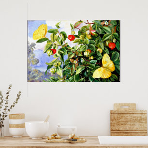 Folien, Blume und Früchte der Pitanga, Jamaika Poster