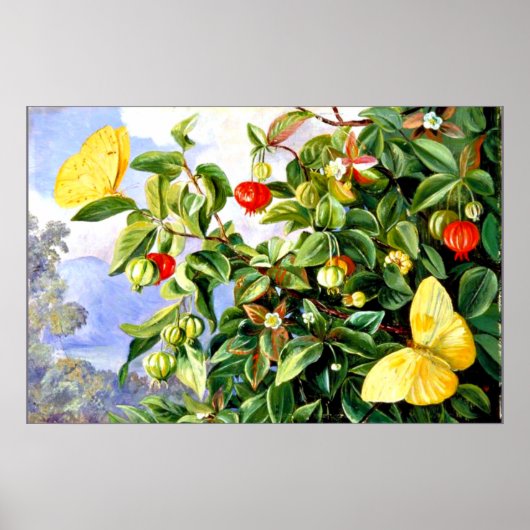 Folien, Blume und Früchte der Pitanga, Jamaika Poster (Vorne)