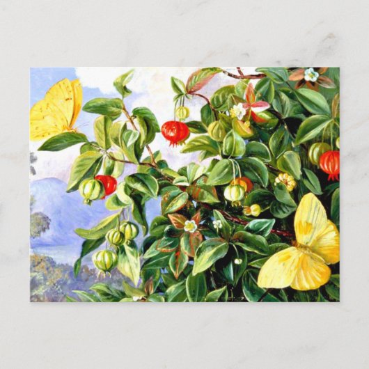 Folien, Blume und Früchte der Pitanga, Jamaika Postkarte (Vorderseite)