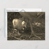 Following in Mom's Footsteps - Postcard Postkarte (Vorne/Hinten)