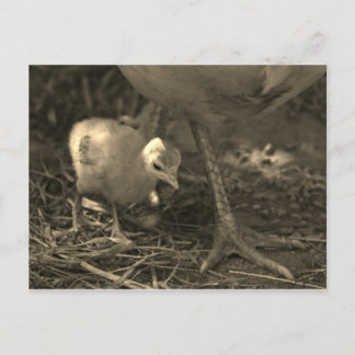 Following in Mom's Footsteps - Postcard Postkarte