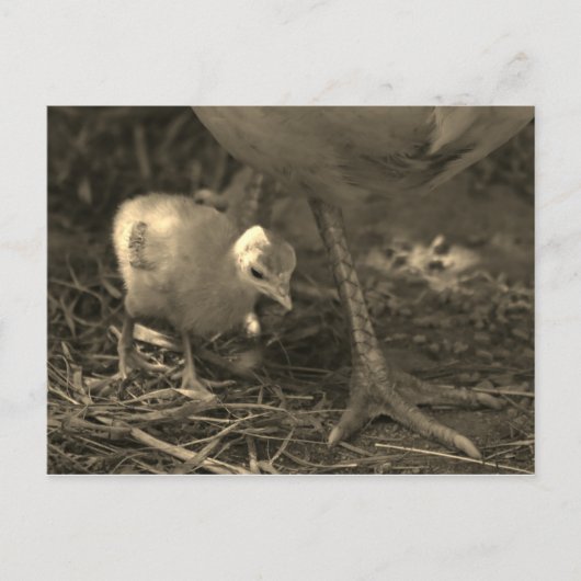 Following in Mom's Footsteps - Postcard Postkarte (Vorderseite)