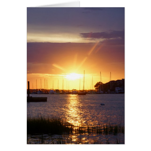 Folly River Sunray (Vorne)