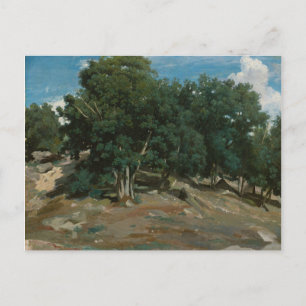 Fontainebleau Oak Trees Postkarte