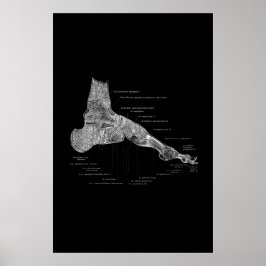 Foot Anatomy Medical Poster 24x36"