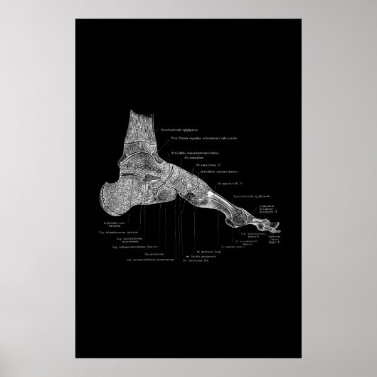 Foot Anatomy Medical Poster 24x36" (Vorne)