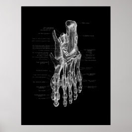 Foot Anatomy Podiatrist Medical Poster