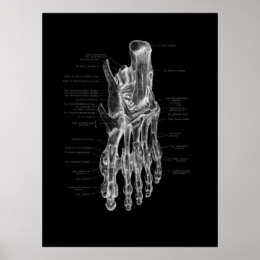 Foot Anatomy Podiatrist Medical Poster (Vorne)