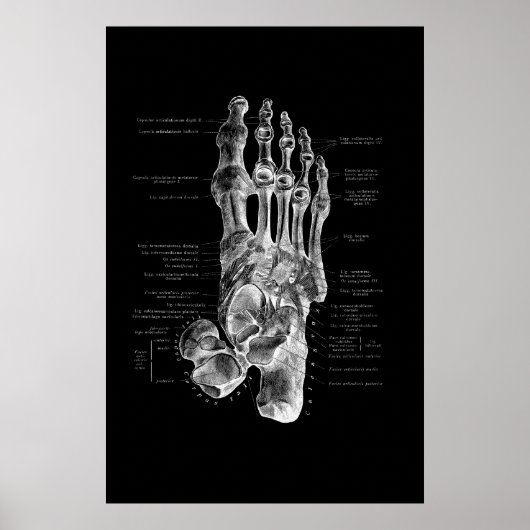 Foot Anatomy Podiatrist Medizinische Wanddekoratio Poster (Vorne)