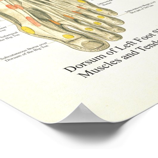 Foot and Ankle Anatomie Poster (Ecke)