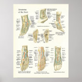 Foot and Ankle Anatomie Poster (Vorne)