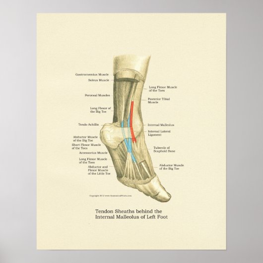 Foot & Ankle Tendons Anatomie Poster (Vorne)