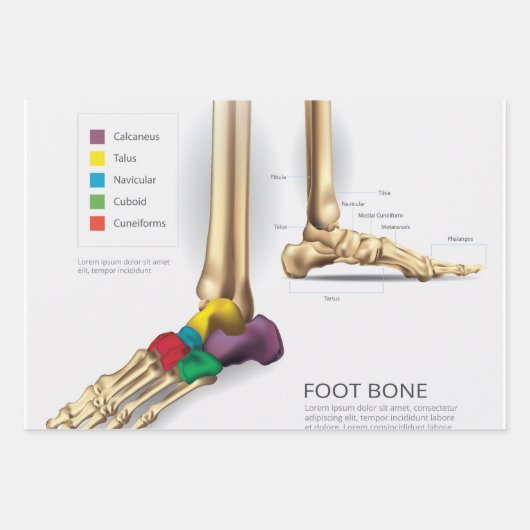 Foot Bone Geschenkpapier Set (Vorderseite)