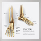 Foot Bone Poster (Vorne)