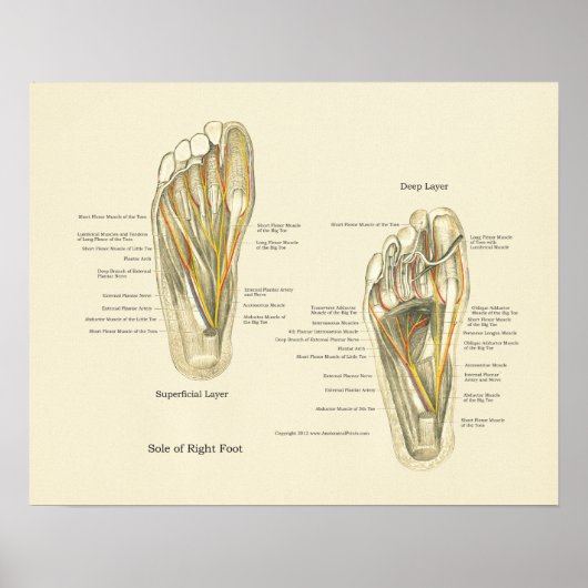 Foot Internal Anatomy Poster (Vorne)