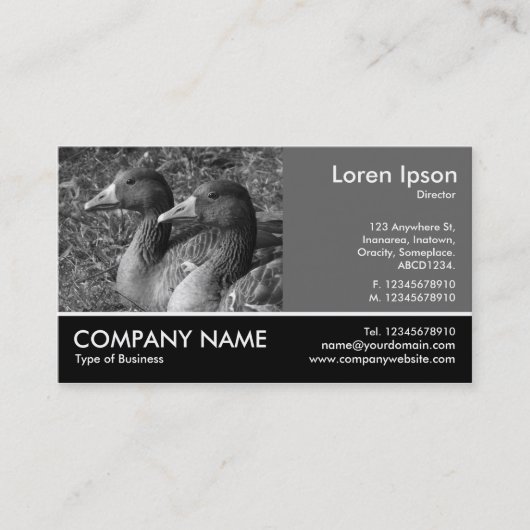 Footed Foto - 60pc Gray - Graugänse B&W Visitenkarte (Vorderseite)