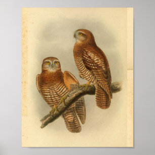 Forbe's Hawk Owl Bird Color Vintag Print Poster