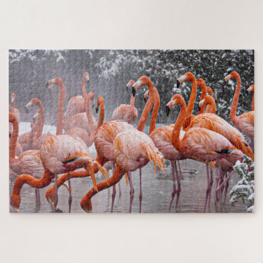 Fordernde Flamingos Foto  Puzzle (Horizontal)