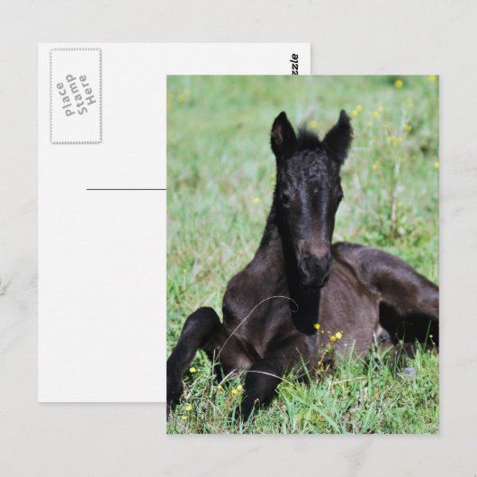 Forelle des Babys auf der Wiese Postkarte (Vorne/Hinten)