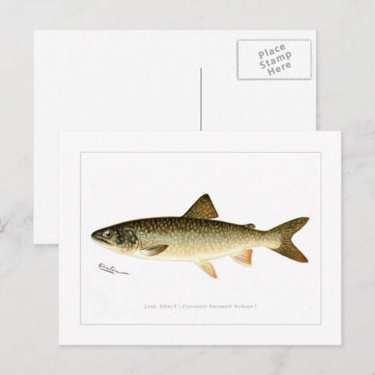 Forelle Postkarte (Vorne/Hinten)