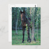 Forelle und Pappel Postkarte (Vorne/Hinten)