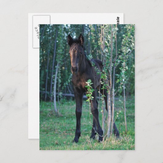 Forelle und Pappel Postkarte (Vorne/Hinten)