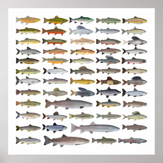 Forellen, Char, Grayling, Hucho und Whitefish Grou Poster (Vorne)