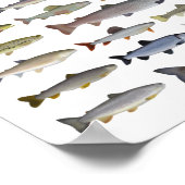 Forellen, Char, Grayling, Hucho und Whitefish Grou Poster (Ecke)