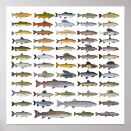 Forellen, Char, Grayling, Hucho und Whitefish Grou Poster
