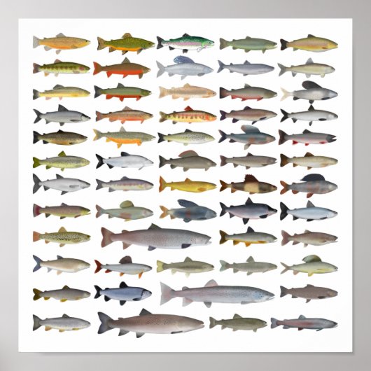 Forellen, Char, Grayling, Hucho und Whitefish Grou Poster (Vorne)