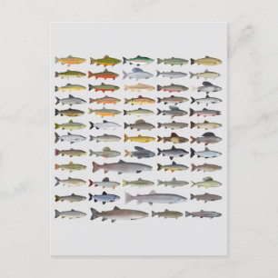 Forellen, Char, Grayling, Hucho und Whitefish Grou Postkarte
