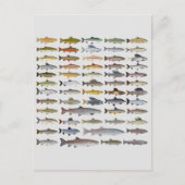 Forellen, Char, Grayling, Hucho und Whitefish Grou Postkarte (Vorderseite)