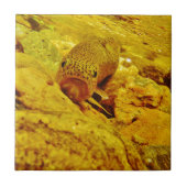 Forellen Fliese (Vorderseite)