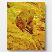 Forellen Fotoplatte (Vorderseite)