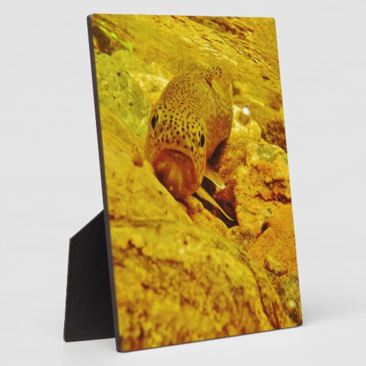 Forellen Fotoplatte (Seite)