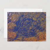 Forellen in einem Kampffall in einem Teich, Charle Postkarte (Vorne/Hinten)