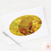 Forellen Ovaler Aufkleber (Umschlag)